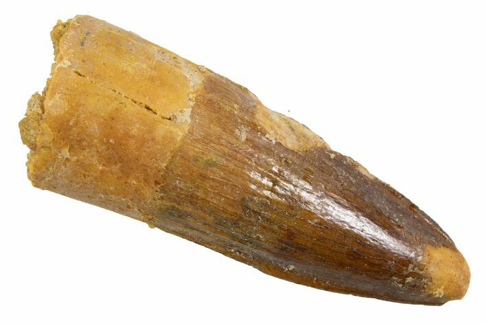 Juvenile Fossil Spinosaurus Tooth - Real Dinosaur Tooth #345896